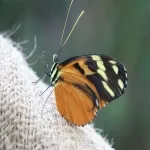 Foto 2 Konya Tropical Butterfly Garden