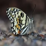 Foto 4 Konya Tropical Butterfly Garden