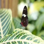 Foto 5 Konya Tropical Butterfly Garden